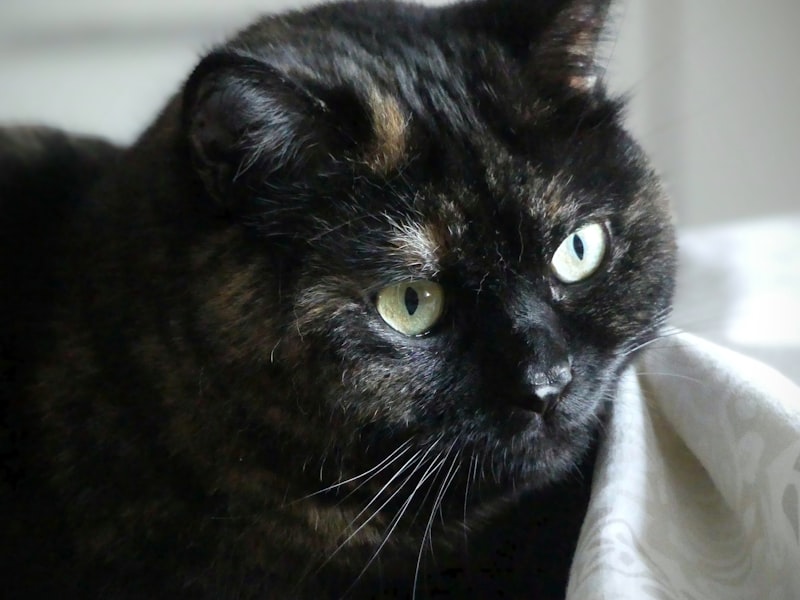 James Hetfield's Favorite Guitar Riffs